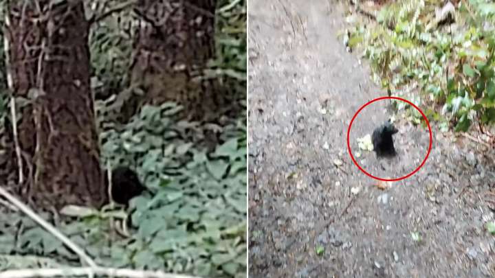Hiker In Washington Stops In His Tracks After Hearing Strange Sounds In The Forest