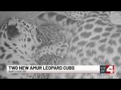 ‘Victory for the future’: Saint Louis Zoo celebrates birth of endangered Amur leopard cubs