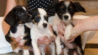 Prince George’s County shelter over capacity and looking for loving homes for pets