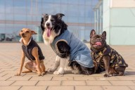 Pets left without owners due to immigration raids