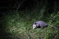 Florida woman struck, killed while checking on injured opossum