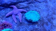 Florida Aquarium wants to bring you to water habitats