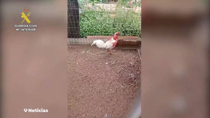 Cinco investigados por mutilar ilegalmente a gallos de pelea en Tenerife