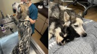 Mama Dog in Kentucky Cries While Apart From Her Puppy As Rescuers Step In to Help