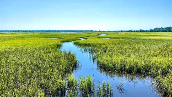 Branch County Conservation District to host wetlands educational event