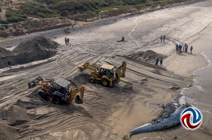 Sepultarán en la arena la ballena varada en Playas de Tijuana