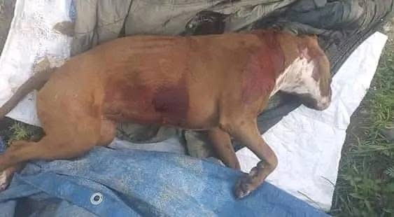 Pitbull ataca a niña en Huajuapan; padre la defiende, pero enfrenta demanda por matar al perro
