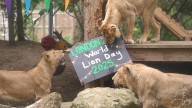 London Zoo's Asiatic lions celebrate World Lion Day