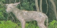 Trent Woods police warning residents of coyote in the area