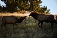 Meadow closures start Sept. 1 in Rocky Mountain National Park