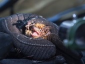 Ontario experiencing shortage of rabies treatment amid high demand