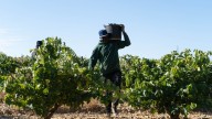 La DO Cigales espera recoger siete millones de kilos, un 20% menos por el mildiu