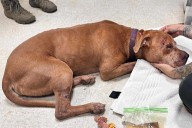 1 Dog Dead and Others Are 'Terrified' After Break-In at Texas Animal Shelter