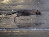 Más zonas que denuncian ratas en Zaragoza: "Campan a sus anchas"