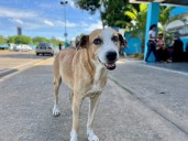 Refugio acogió ocho perros heridos por atropellos durante agosto