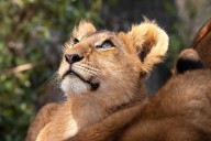 Focus on wildlife photography in Surrey at season