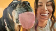 Longer Leash On Life: Inside Dog Longevity Startup Loyal