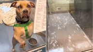 Maryland Shelter Worker Helps Stray Dog Heal, What Happens Next Breaks Everyone's Hearts