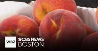 Massachusetts farm holding annual Peach Festival