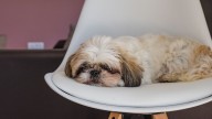 Tu perro tiene pesadillas y esto es lo que aparece en ellas, según los expertos