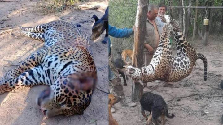 Irán a la cárcel los que cazaron y carnearon a un yaguareté