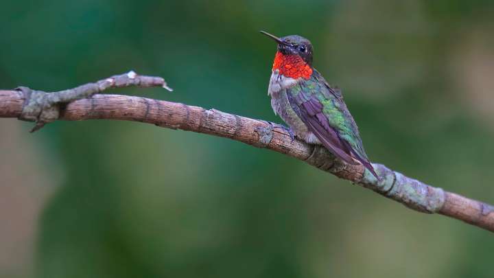 When do hummingbirds leave NC? What NC birders should…
