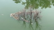 Miles of dead fish spotted in Jordan River