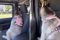 Reason Husky Is Giving Owner the Cold Shoulder Has Internet in Stitches
