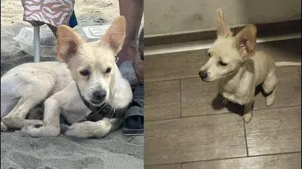 San Juan de Lurigancho: familia busca a perrito Argos que se perdió hace una semana