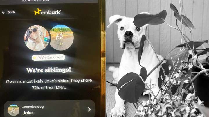 Owner's DNA Test On Her Colorado Rescue Dog Unveils Shocking Family Connection Years Later