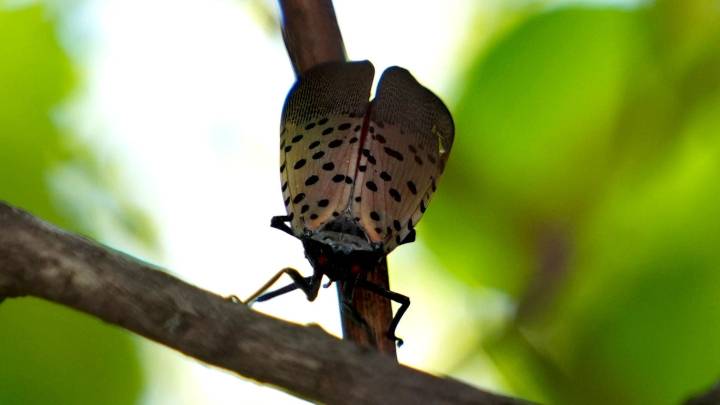 'They're everywhere': Invasive spotted lanternflies widespread in RI