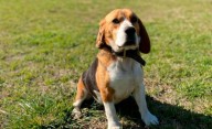 Los perros, cada vez más humanos: hoteles, obras sociales y atención 24 horas