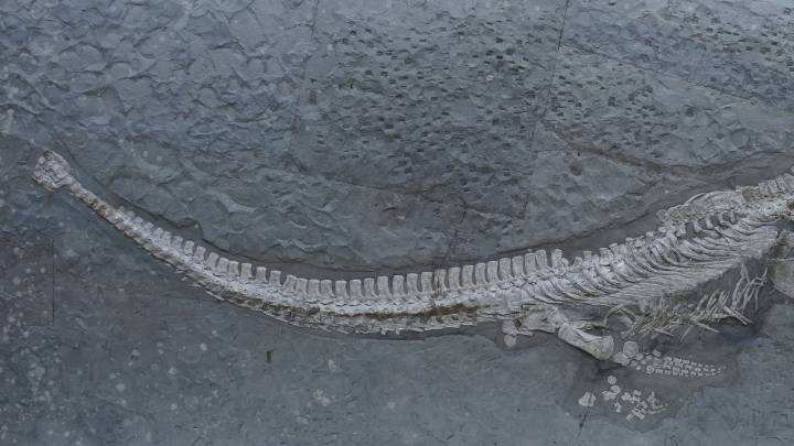 Descubren una nueva especie de reptil marino con cuello largo