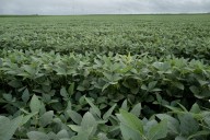 Soybeans could help put out fires safely