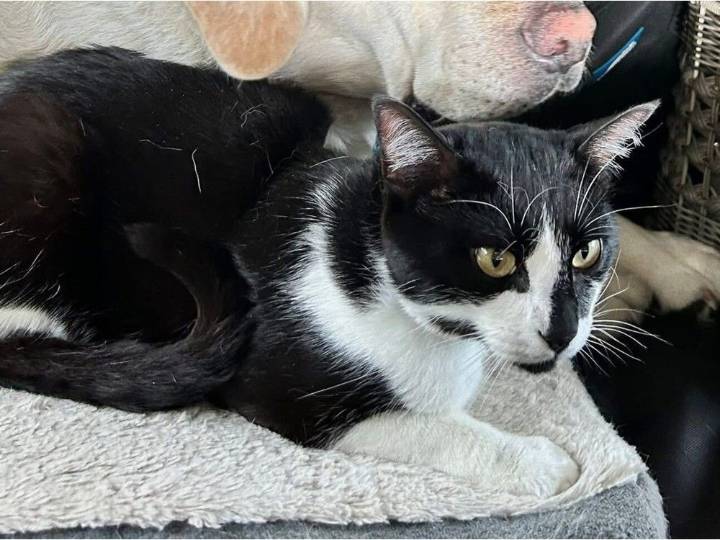 B.C. Ferries search for cat that escaped car en route from Nanaimo to Tsawwassen