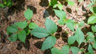 Michigan is home to 2 poison ivy species, they're not going anywhere