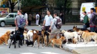Trabajadores caninos en alerta: la crisis de los paseadores y un proyecto para tener empleo formal