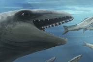 This prehistoric whale had razor teeth, bulging eyes and a face only evolution could love
