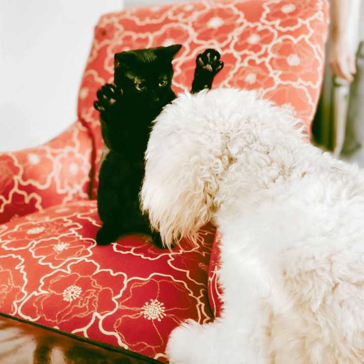 Cats vs Dogs: Country Life's Quiz of the Day, August 14, 2025