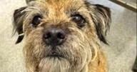 The 'silent dog killer' that lies dormant with almost no signs - as beloved pet saved by routine dental check