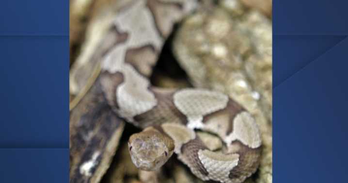 Central Texas conditions mean more copperhead snake activity, risk