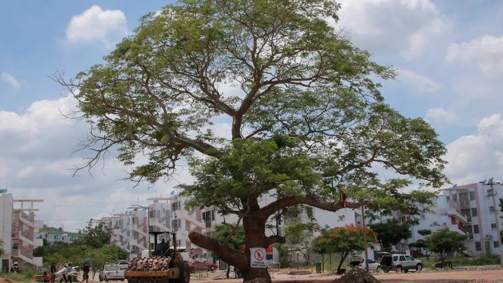 El avance urbano de Culiacán acaba con la sombra y sube las temperaturas de la ciudad
