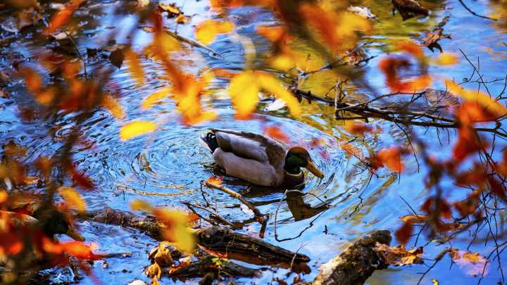 When will Louisville start to see fall foliage? What to know this year