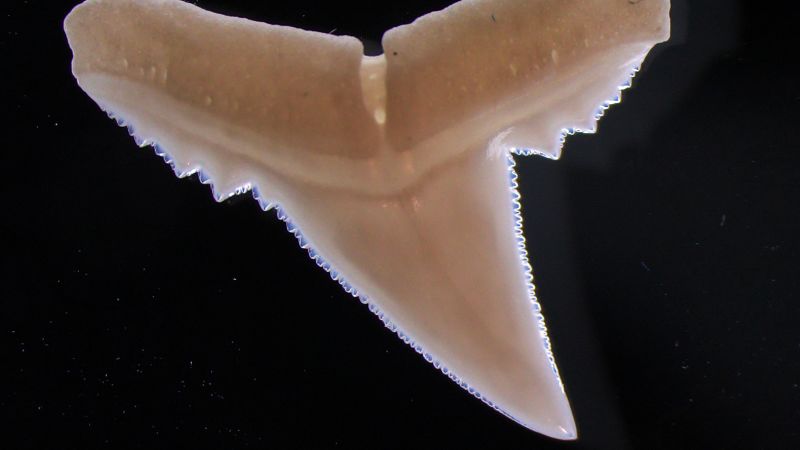 The ocean is getting more acidic, and it could affect sharks’ teeth