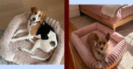 13 Best Dog Beds on Amazon