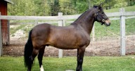 Horse dies after brutal attack near Exeter