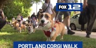 18th annual Portland Corgi Walk raises money for families of corgis in need