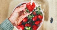 Strawberries stay fresh for weeks if you soak them in cheap ingredient before fridge