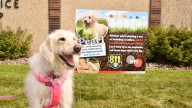 Why this central Wisconsin dog is featured on billboards…