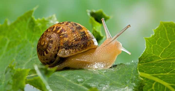 This Snail Can Regrow Its Eyes—and It May Hold Key To Curing Blindness in Humans